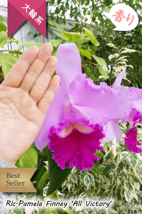 極大輪ラベンダー系カトレア】Rlc.Pamela Finney 'All Victory'（交配