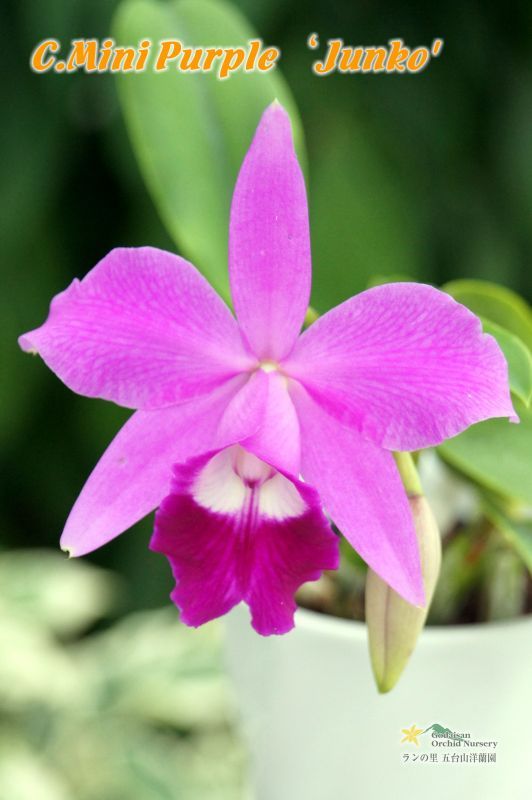 C[Lc].Mini Purple'Junko' （交配種）カトレア ミニパープル'ジュンコ