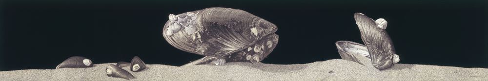 篠田 教夫 / Norio Shinoda