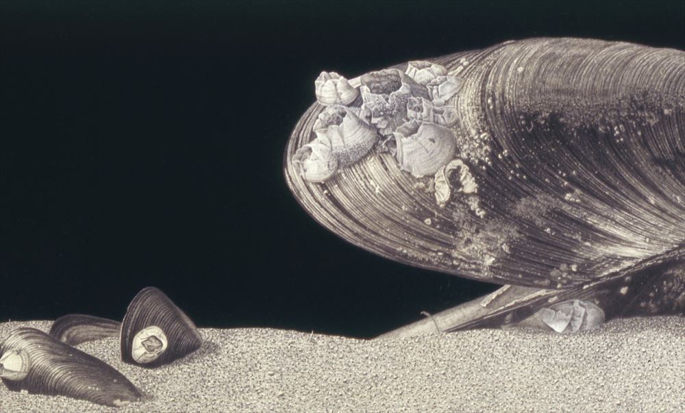 篠田 教夫 / Norio Shinoda