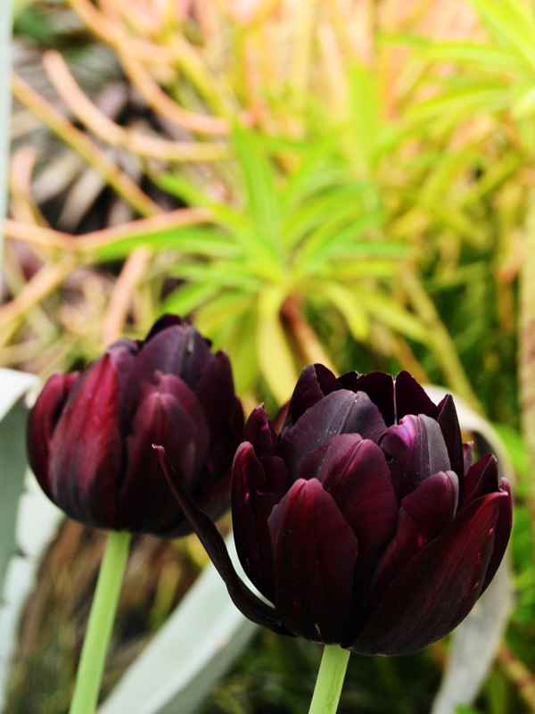 チューリップ ブラックヒーロー (2球植え) - ACID NATURE 乙庭