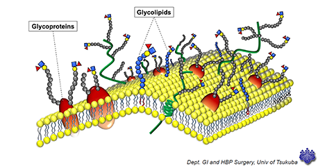 Glycotext | Glycoforum