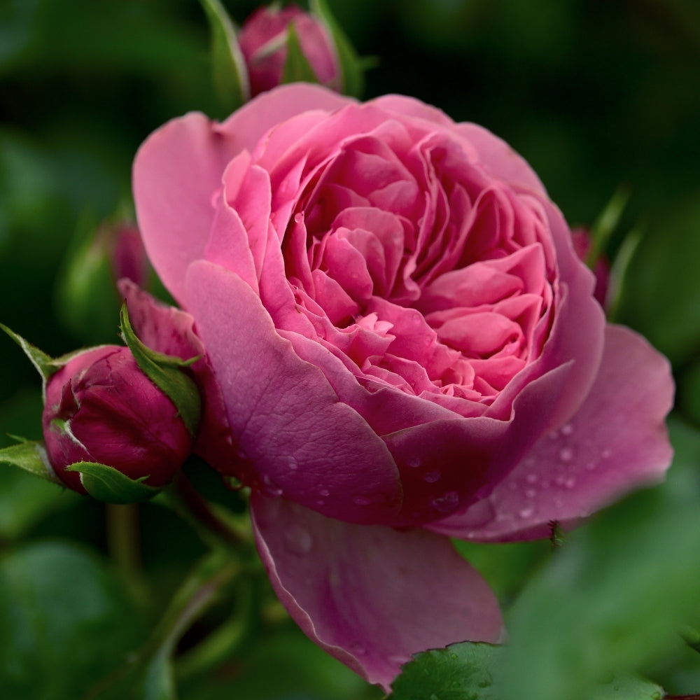 Leonardo da Vinci® Bare Root Rose Bush - Grace Rose Farm