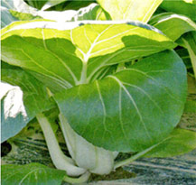 マッハ[玉葱] - e-種や｜国内最大級の野菜種・花種・苗・農業資材の販売店