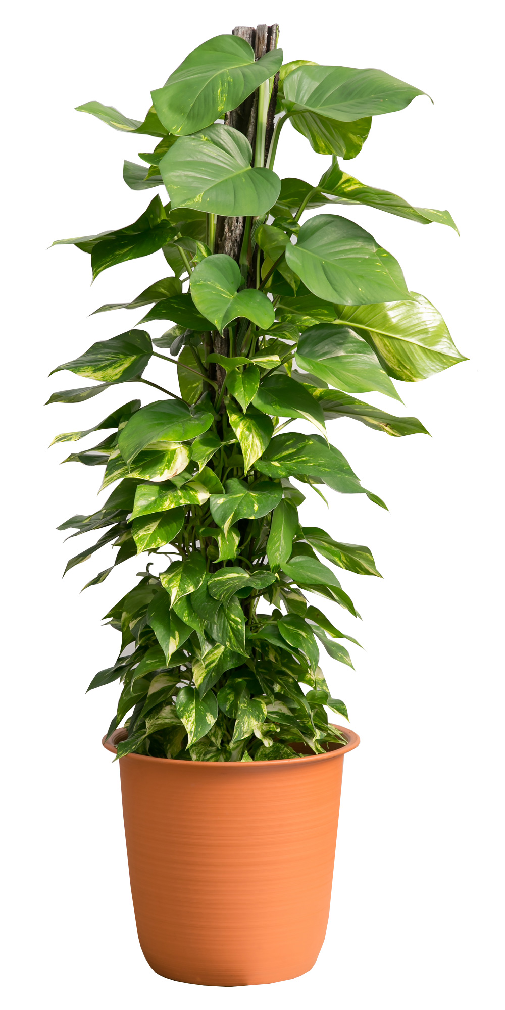 ポトス| 観葉植物・レンタルグリーン及び販売 | 東京都足立区 | 株式