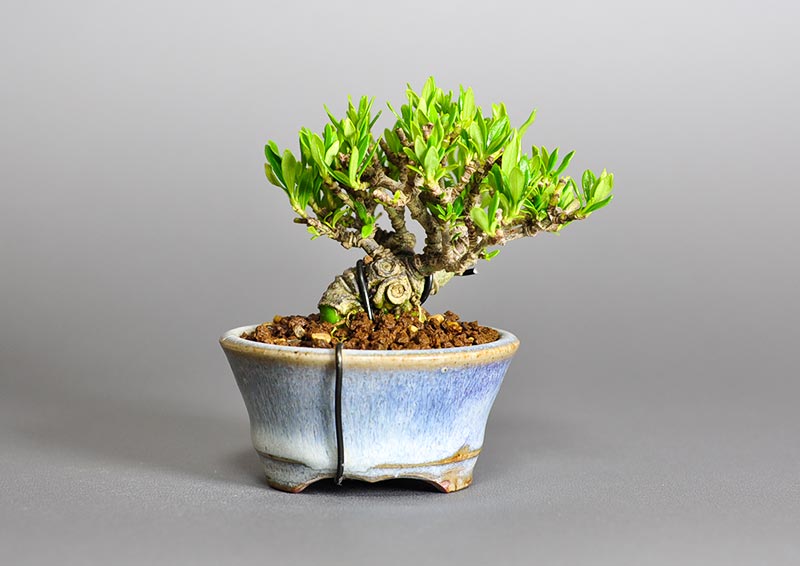 クチナシ-O1（くちなし・梔子）ミニ盆栽の販売と育て方・作り方