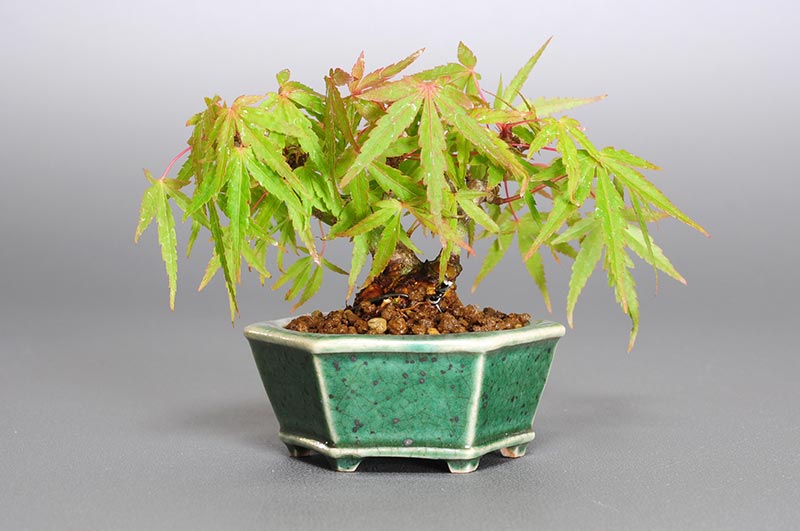 オリヒメモミジ-B（織姫もみじ）雑木盆栽の販売と育て方・作り方