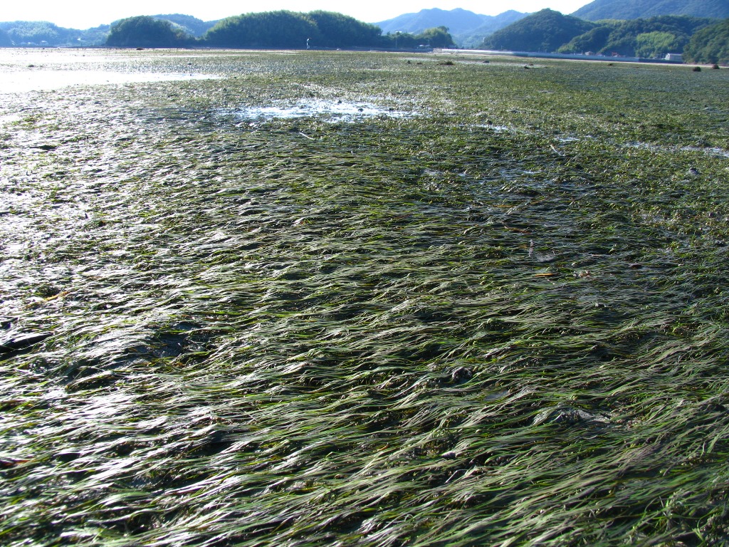 環境省_「重要湿地」の詳細情報（ハチの干潟および賀茂川河口）