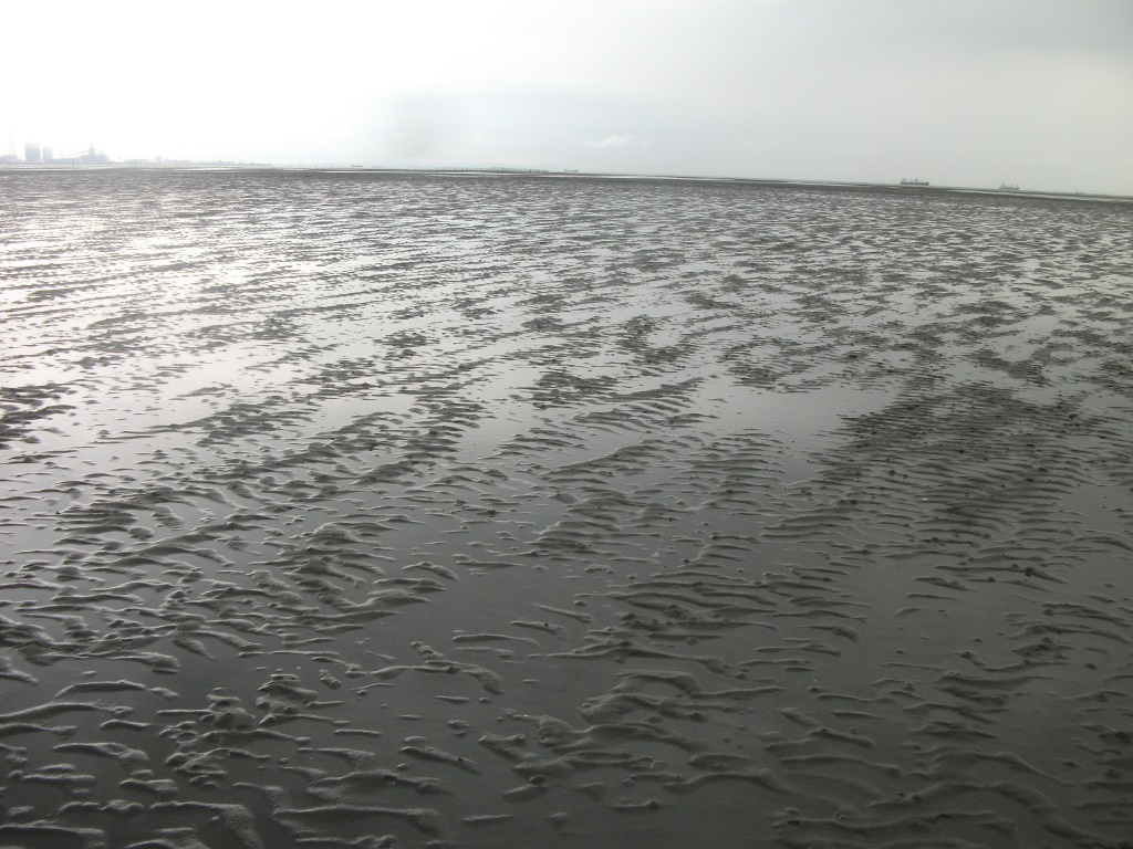 環境省_「重要湿地」の詳細情報（東京湾の干潟・浅瀬）