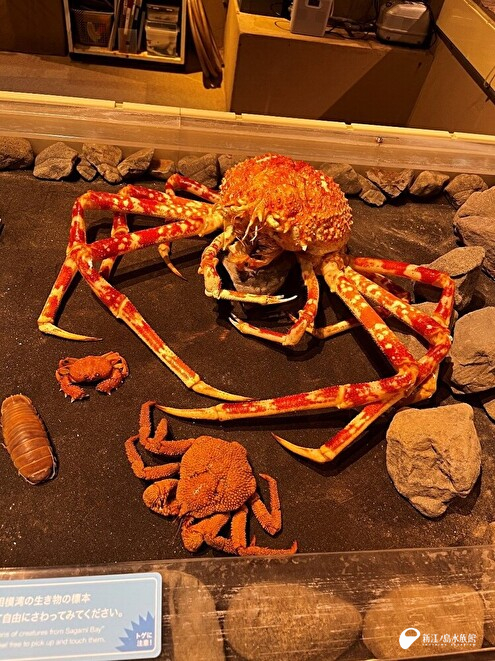 関節が動く標本に | えのすいトリーター日誌 | 新江ノ島水族館