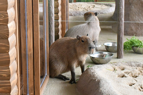 カピバラ～陽だまりの草原～ | 展示 | 新江ノ島水族館