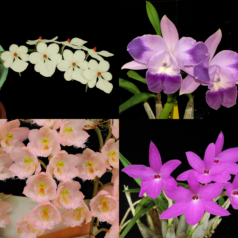 くろやなぎ農園｜世界らん展2023 —花と緑の祭典—