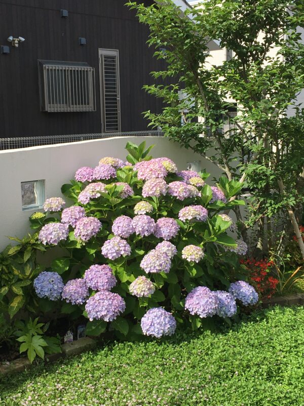 ドウダンツツジ｜Fgreen