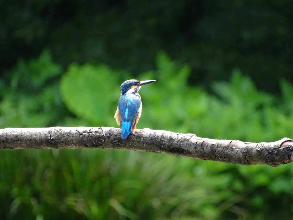 カワセミ（翡翠） - ［公式］水前寺江津湖公園｜熊本市の公園［公式