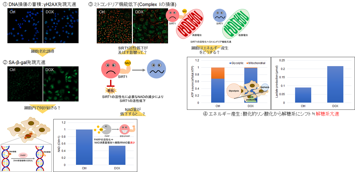老化細胞検出キット Cellular Senescence Detection Kit - SPiDER-βGal