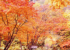 紅葉谷 | カムイと共に生きる上川アイヌ〜大雪山のふところに伝承され