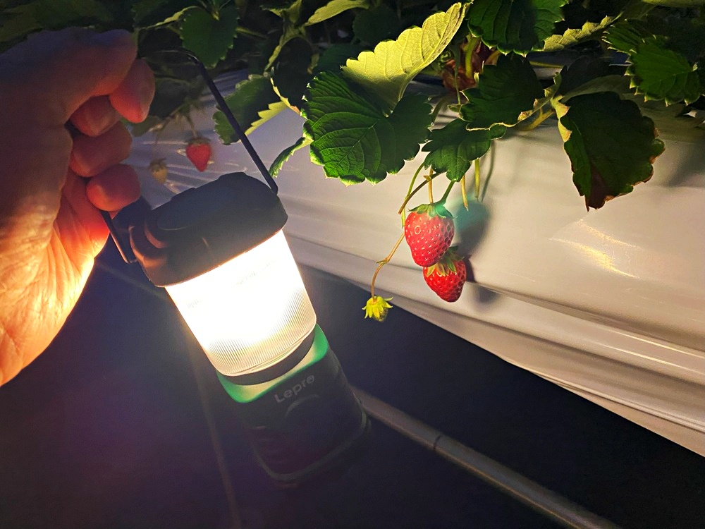 社員旅行に人気の農園リゾート「THE FARM」で“星空いちご園”がオープン