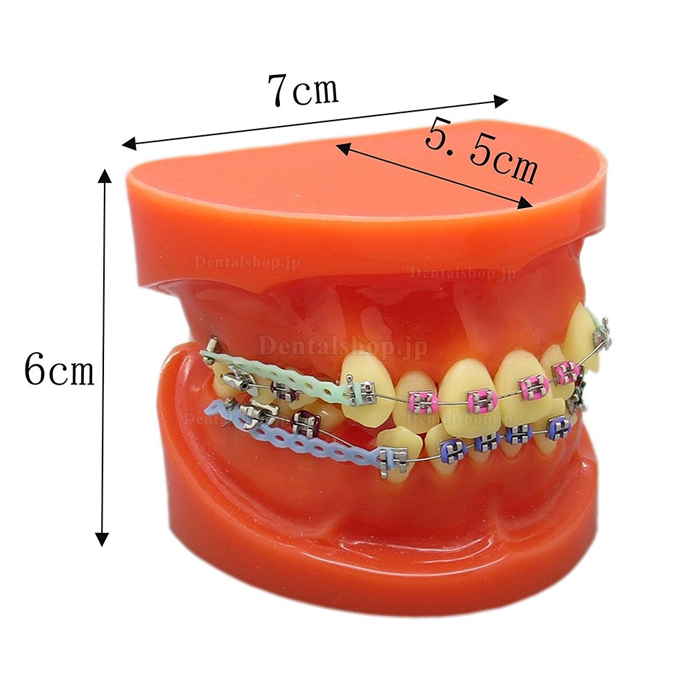 歯科上下顎180度開閉式歯列矯正模型 矯正歯科治療用研究用 ブラケット
