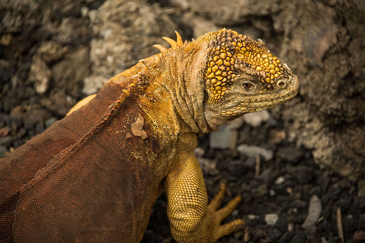 ガラパゴスの生物情報｜海外ダイビングツアー｜ダイブナビ