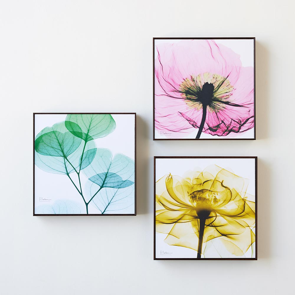 X-RAY/エックスレイ アートフレーム Sサイズ（30.5cm×30.5cm） 通販