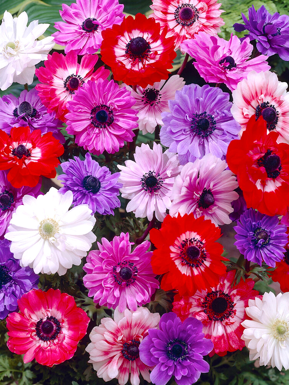 Anemone St. Brigid | DutchGrown™ | Buy Top Quality Fresh from the Farm