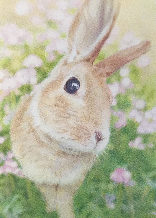 ペット肖像画 事例紹介】うさぎ：ペコちゃんの色鉛筆画作品です