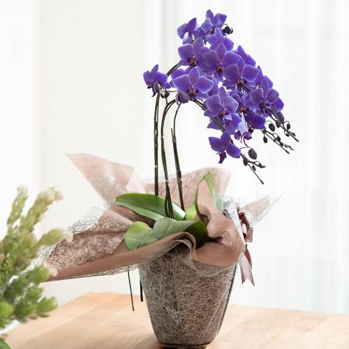 10月4日放送 世界で初めて(※)天然の青色を叶えた胡蝶蘭 「Blue Gene