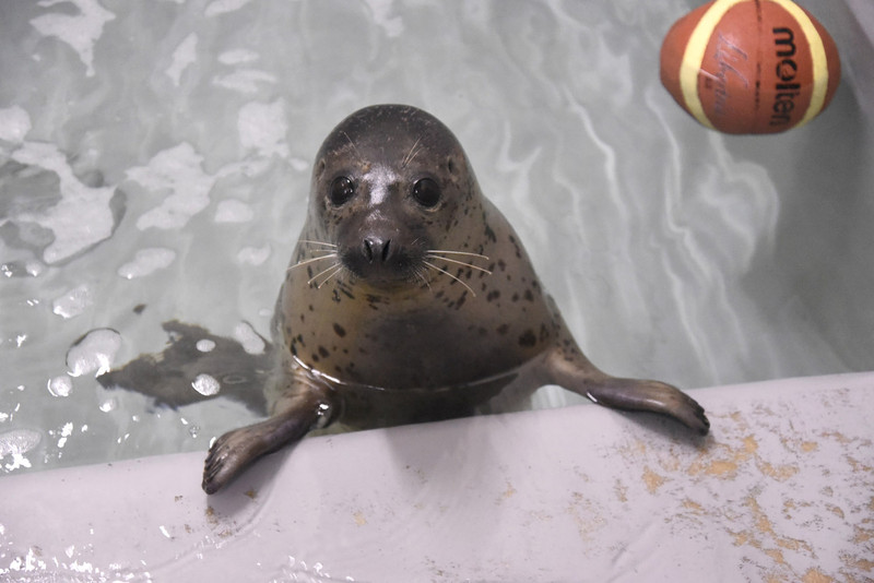 アザラシプールに可愛い仲間がデビュー(5月25日放送） | えのすい