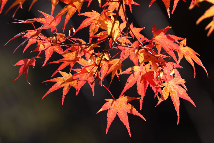 樹木シリーズ22 ヤマモミジ、イロハモミジ、オオモミジ | あきた森