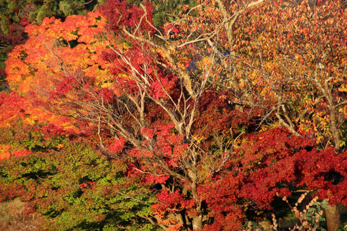 樹木シリーズ22 ヤマモミジ、イロハモミジ、オオモミジ | あきた森