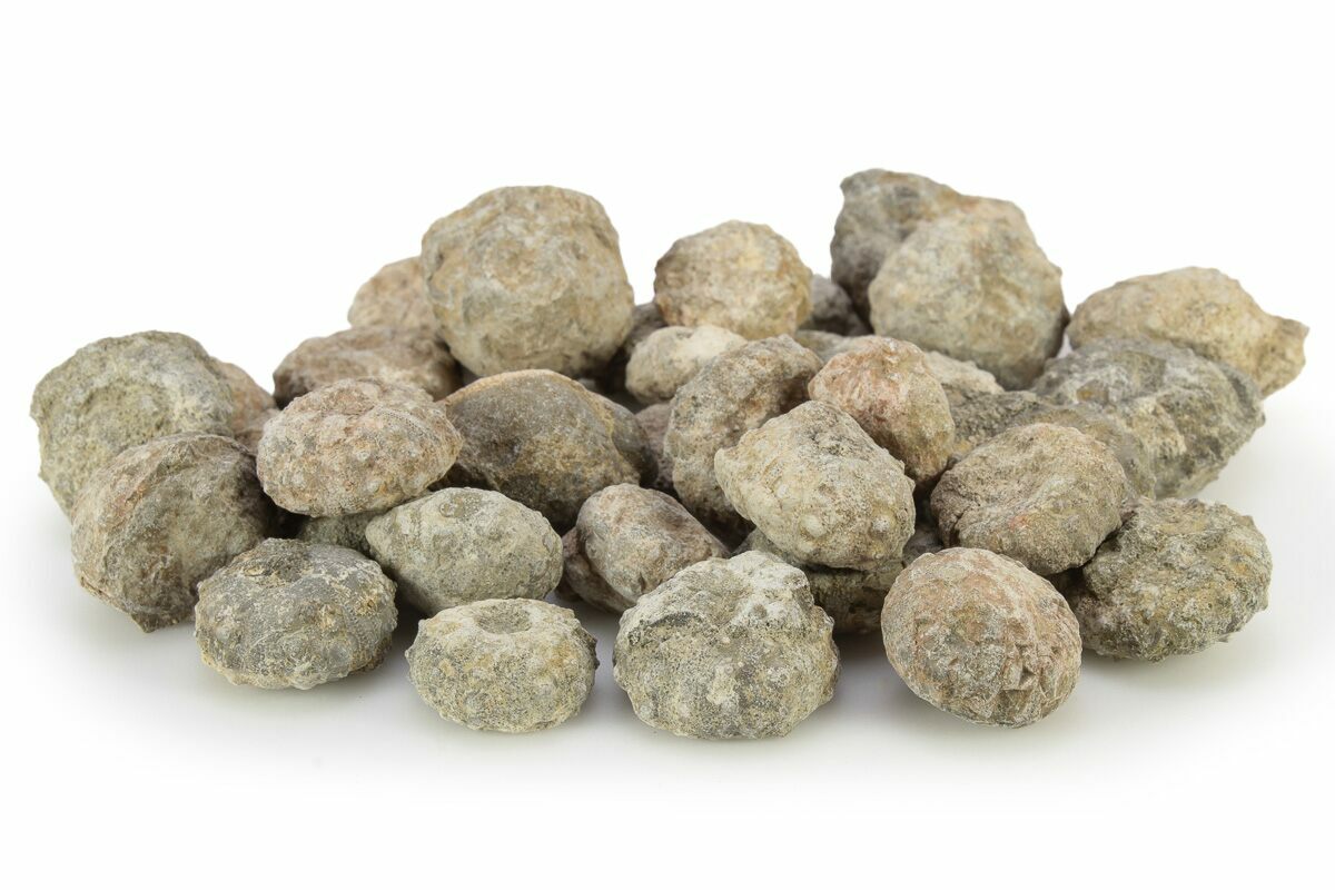 cretaceous-sea-urchin-