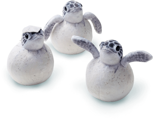 小笠原海洋センターさんと考えるウミガメの未来│フェリシモ