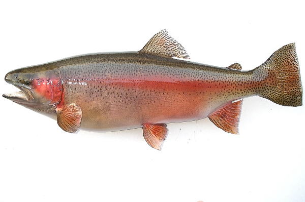 ニジマス剥製【フィッシュクラフトマツモト】