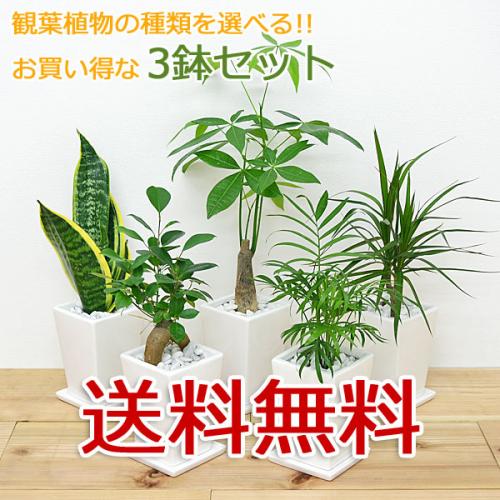 観葉植物の販売・ギフトならフラワーコーポレーション / 【送料無料