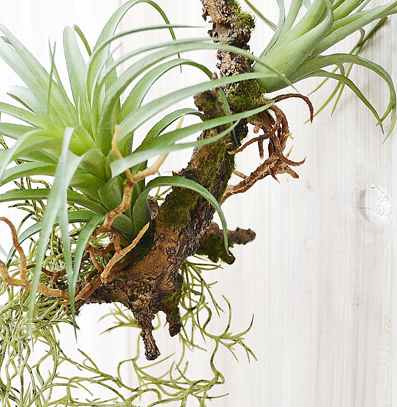 観葉植物の販売・ギフトならフラワーコーポレーション / 人工観葉植物