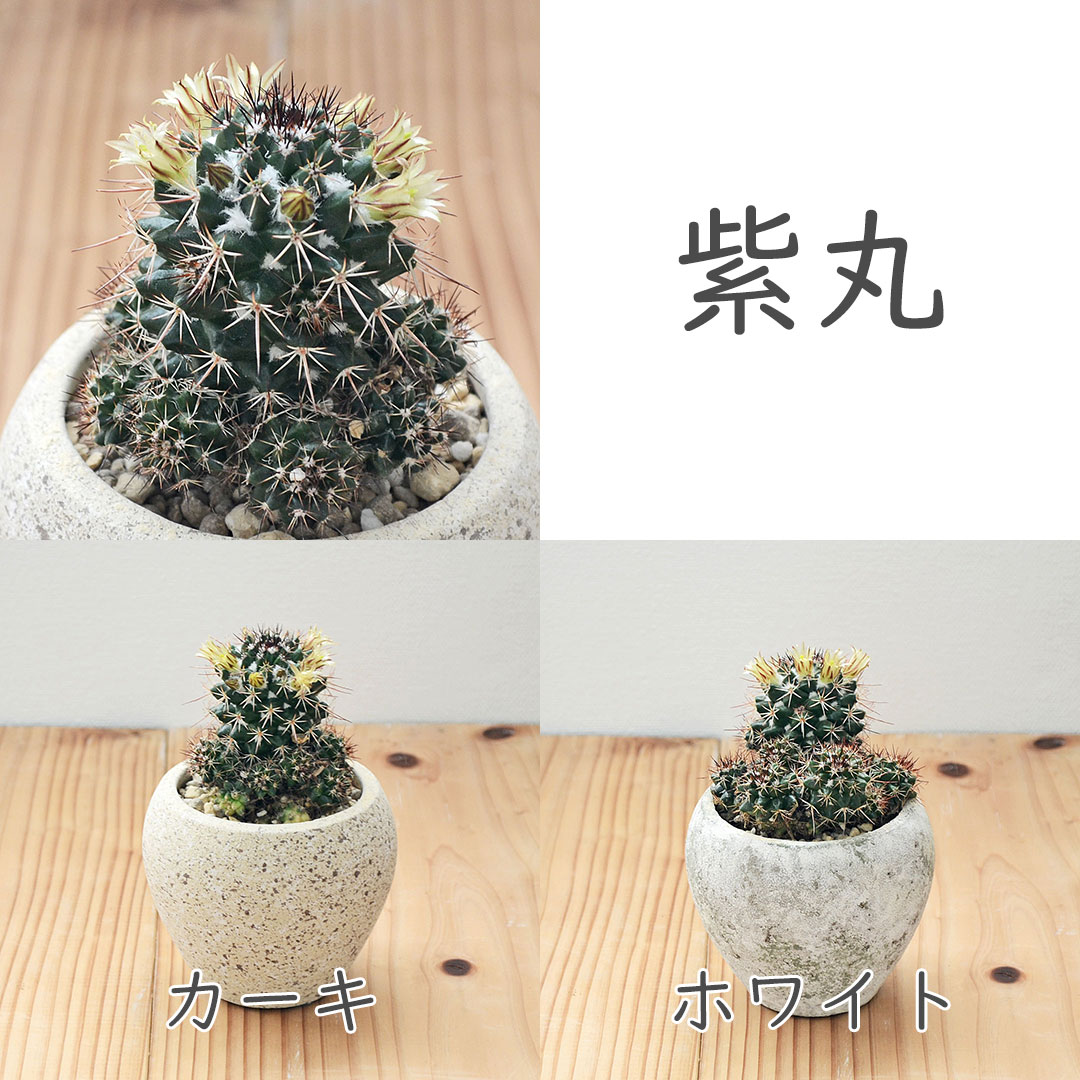 観葉植物の販売・ギフトならフラワーコーポレーション / サボテン 陶器