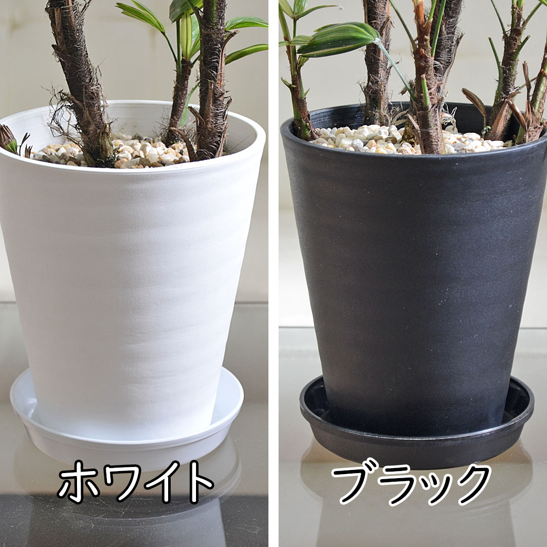 観葉植物の販売・ギフトならフラワーコーポレーション / 観葉植物 観音