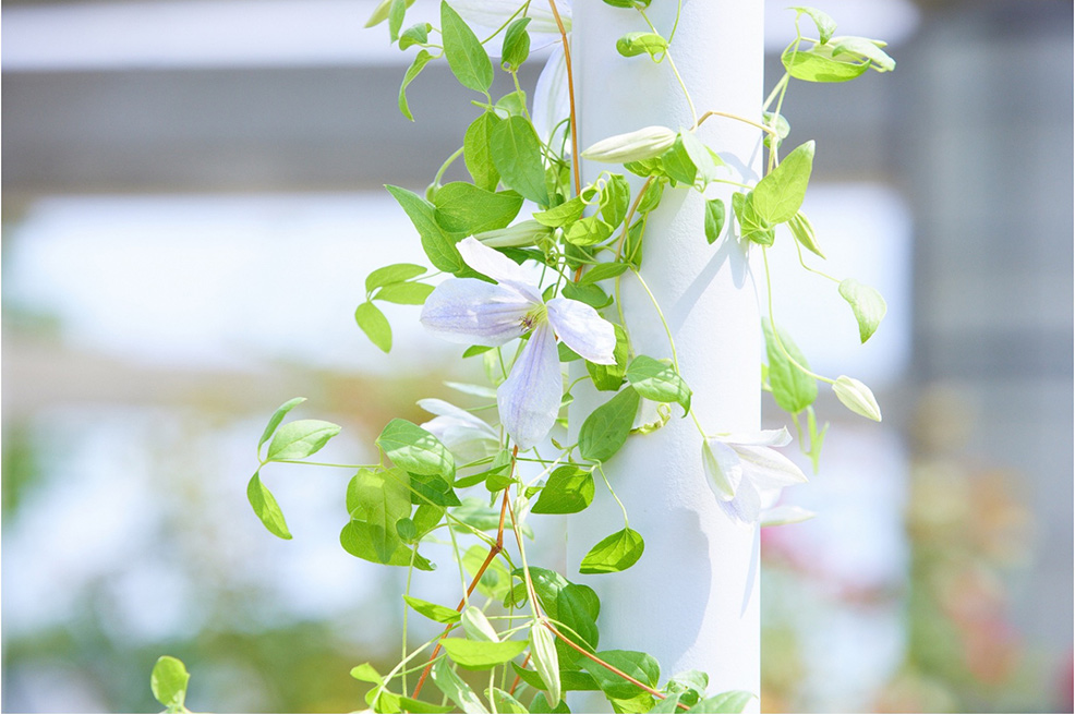 Gunma Flower Park +（ぐんまフラワーパークプラス）【公式】 - 霞