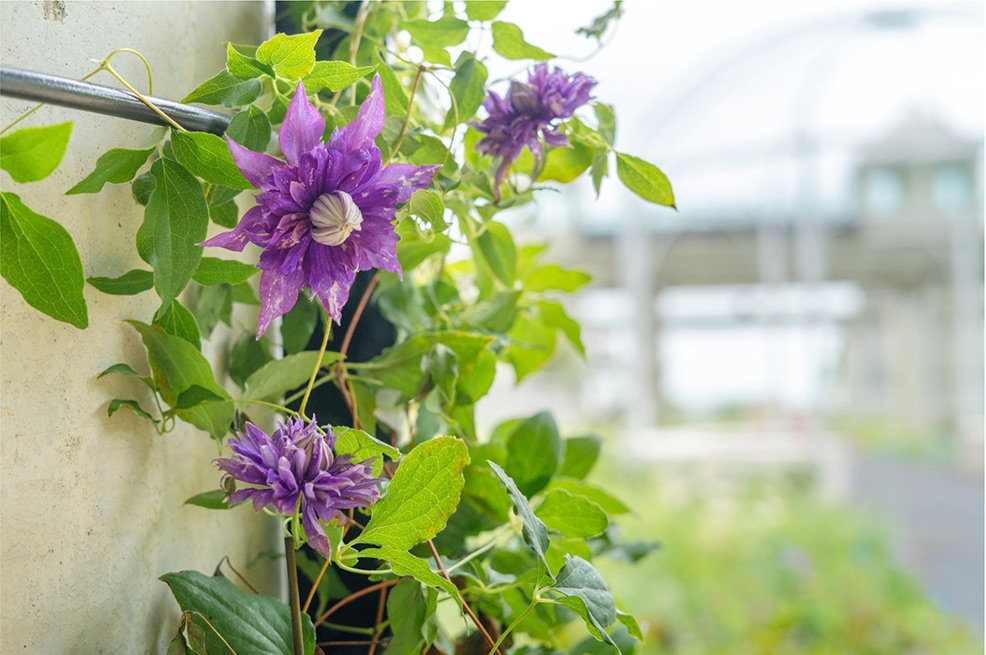 Gunma Flower Park +（ぐんまフラワーパークプラス）【公式