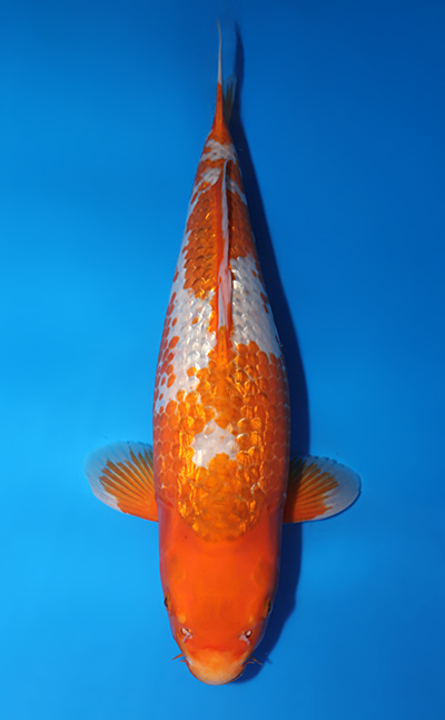 Golden Corn - koi #x0505t029 - Taniguchi Koi Farm