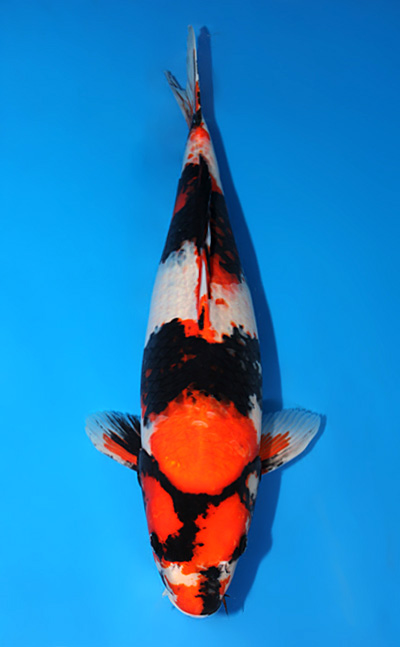 Showa - koi #x0529m018 - Marusei Koi Farm