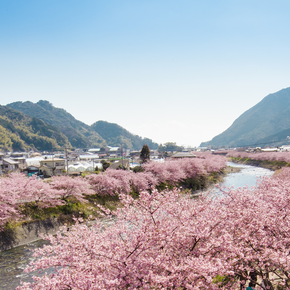 イベント情報 | 伊豆・河津町観光協会