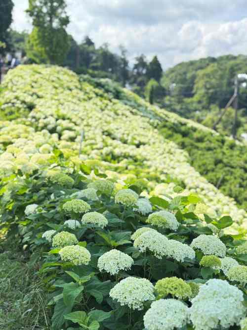 2025年6月18日（水） 開花情報 | かざはやの里【公式サイト】