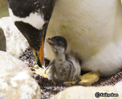 ペンギン村亜南極ゾーンでジェンツーペンギンのヒナがふ化しました