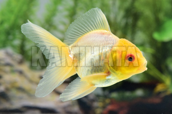 KBO 白バルーンオランダ SM: 金魚｜カミハタビジネスオンライン