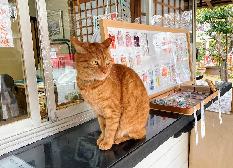 ウチの看板猫 鵠沼伏見稲荷神社（藤沢） 特集 | カナロコ by 神奈川新聞