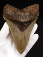 メガロドン、化石の通販・販売｜厳選した本物のメガロドン標本 | 化石