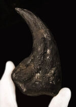 17年の社史でわずか2点目！恐竜化石コレクター垂涎の逸品…アロサウルス