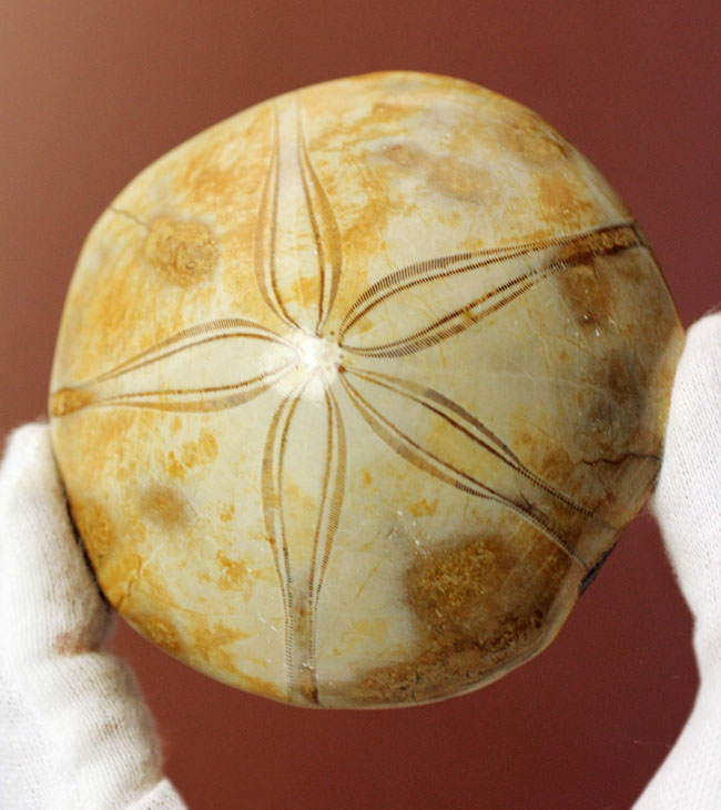 オブジェのように美しいジュラ紀のウニ化石/中生代ジュラ紀（1億9500万