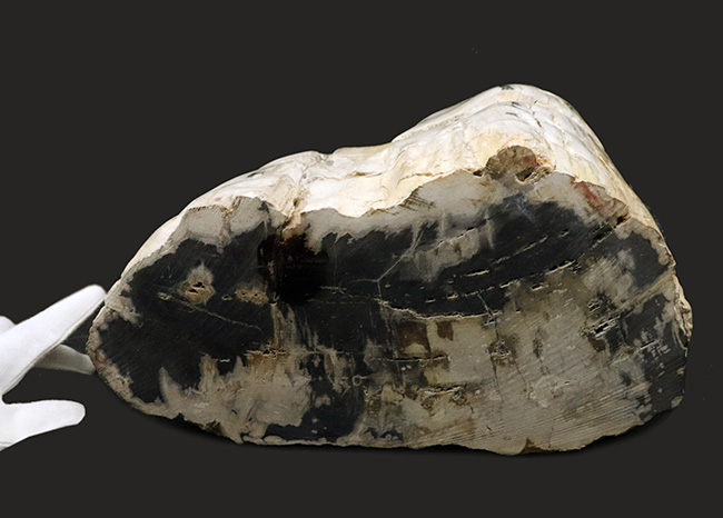 最長部27センチ超え、メガサイズ！インドネシア産の巨大な珪化木